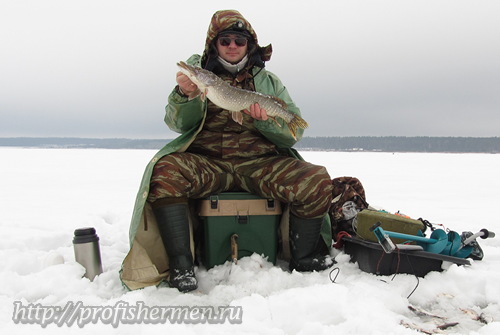 Щука на Котовском водохранилище