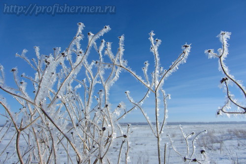 По последнему льду за карасем