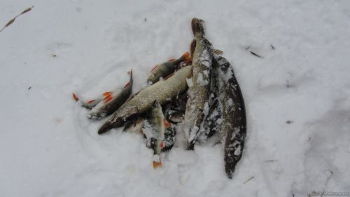 Улов на котовском водохранилище